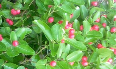 Carissa carandas Medicinal Uses