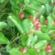 Carissa carandas Medicinal Uses