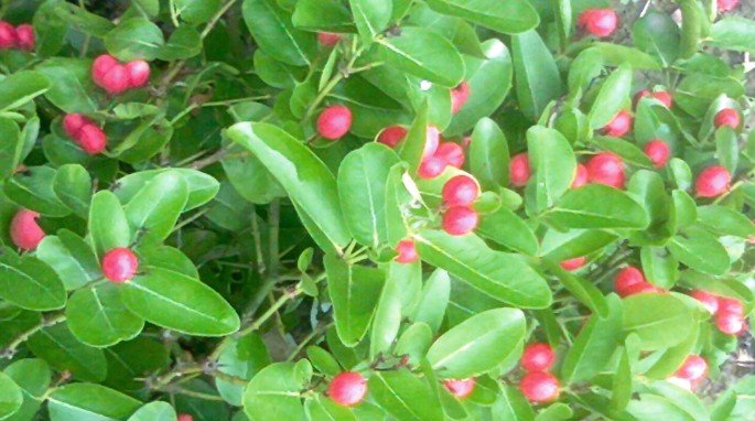 Carissa carandas Medicinal Uses