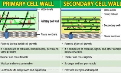 Difference Between Primary and Secondary Cell Wall