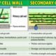 Difference Between Primary and Secondary Cell Wall