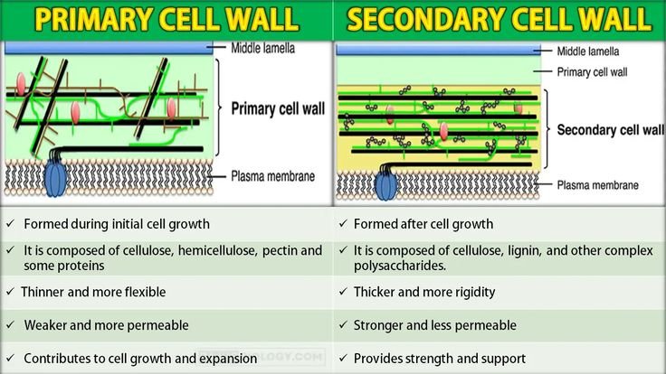 Difference Between Primary and Secondary Cell Wall