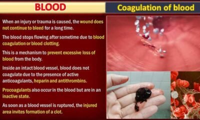 Blood Clotting: Mechanisms and Stages | Free Biology Notes