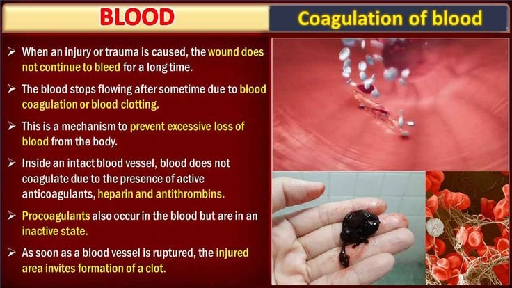 Blood Clotting: Mechanisms and Stages | Free Biology Notes