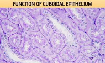 Function of Cuboidal Epithelium
