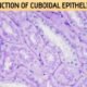 Function of Cuboidal Epithelium