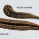 Hirudo General Characteristics | Free Biology Notes