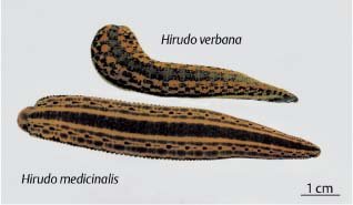Hirudo General Characteristics | Free Biology Notes