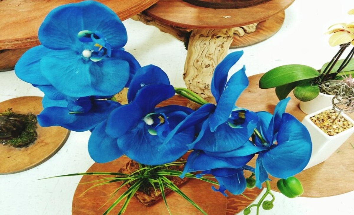 Blue Orchid