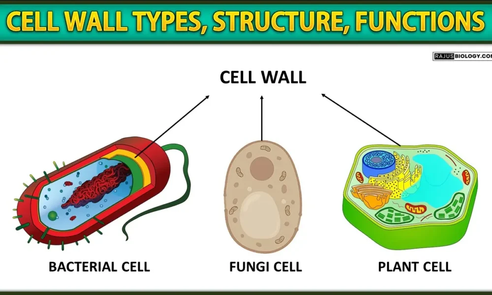 Cell Wall Diagram, Types, Structure, Functions