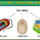 Cell Wall Diagram, Types, Structure, Functions