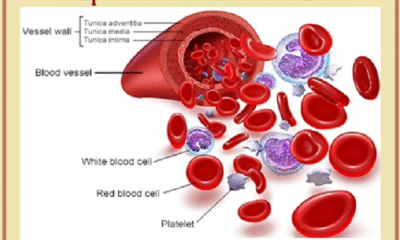 Human Blood – Definition, Composition, & Functions