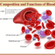 Human Blood – Definition, Composition, & Functions