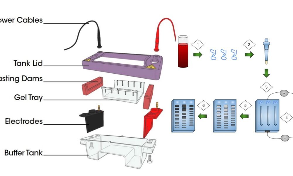 Agarose Gel Electrophoresis Short Notes
