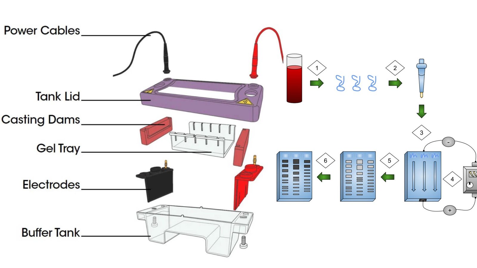 Agarose Gel Electrophoresis Short Notes