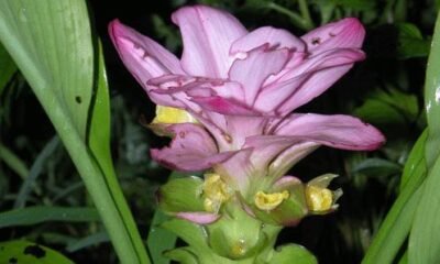 Curcuma pseudomontana medicinal uses