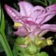 Curcuma pseudomontana medicinal uses