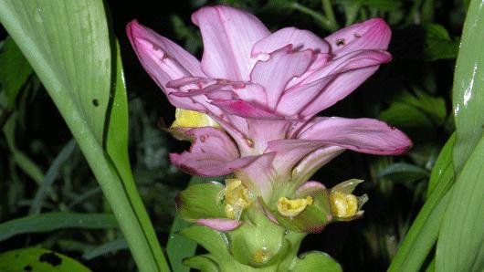 Curcuma pseudomontana medicinal uses