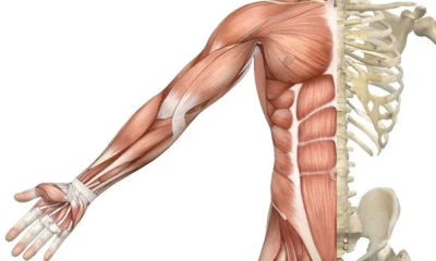 Functions of Muscles | Free Biology Notes