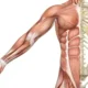 Functions of Muscles | Free Biology Notes