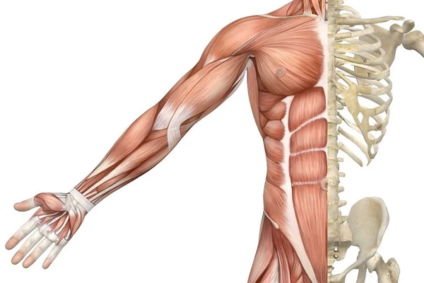 Functions of Muscles | Free Biology Notes