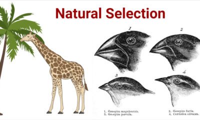 Examples of Natural Selection Short Note | Evolution Class 12 Notes