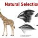 Examples of Natural Selection Short Note | Evolution Class 12 Notes