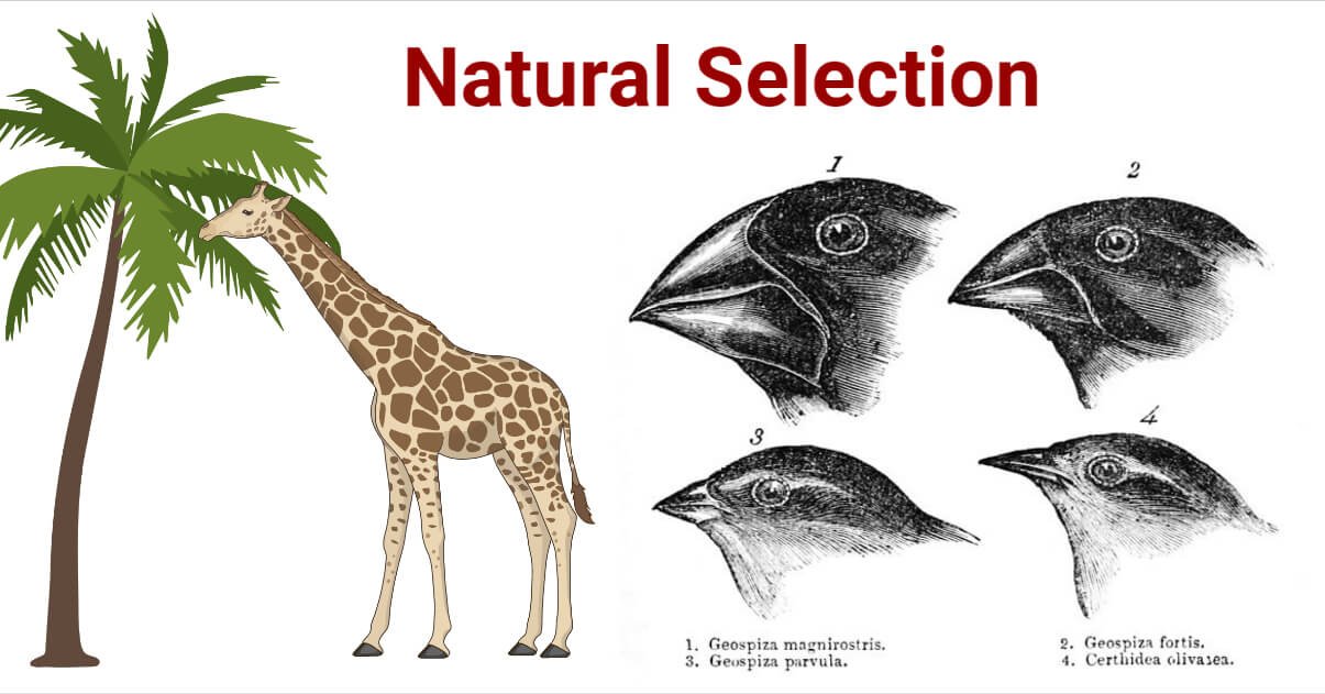 Examples of Natural Selection Short Note | Evolution Class 12 Notes