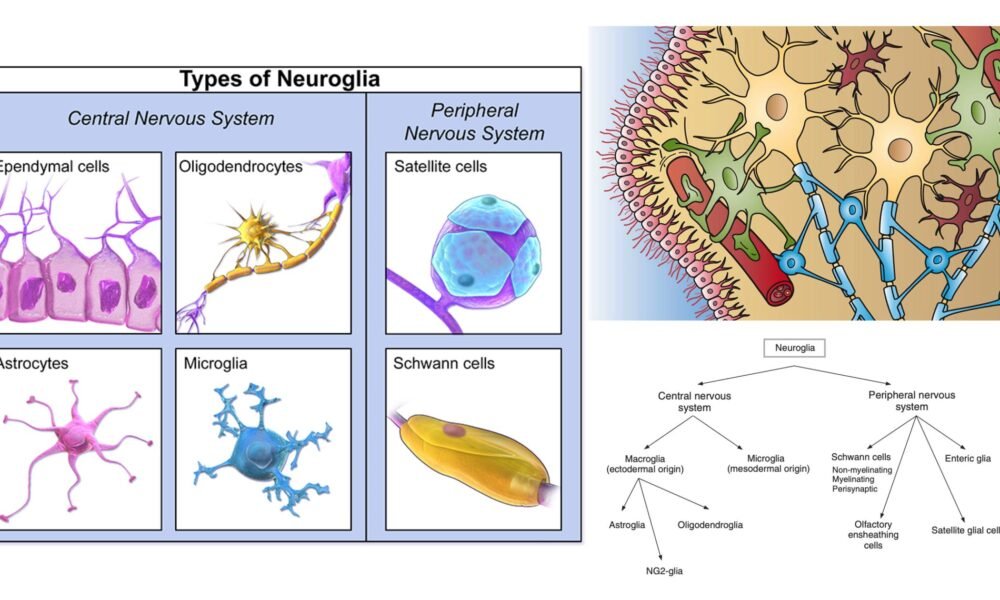 Functions of the Neuroglia