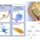 Functions of the Neuroglia