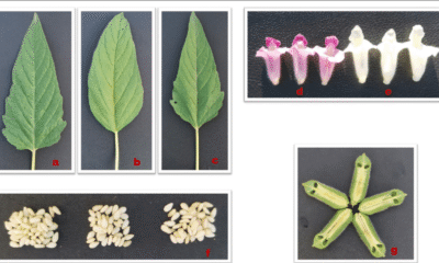 Sesamum indicum medicinal uses