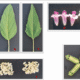 Sesamum indicum medicinal uses