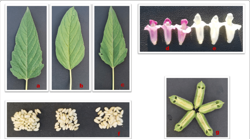 Sesamum indicum medicinal uses