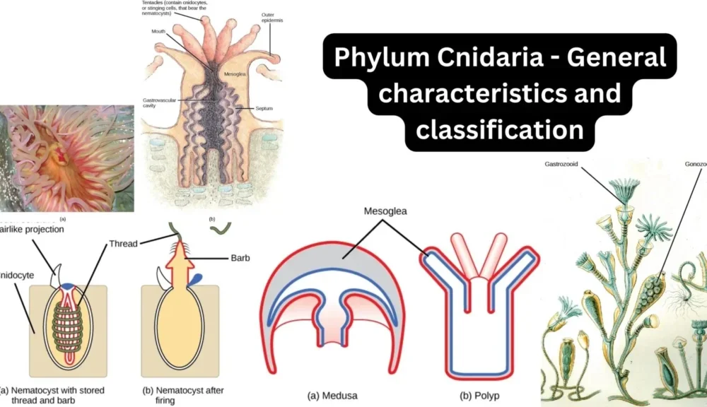 Phylum Cnidaria: General Characteristics