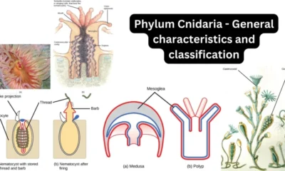 Phylum Cnidaria: General Characteristics