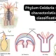 Phylum Cnidaria: General Characteristics
