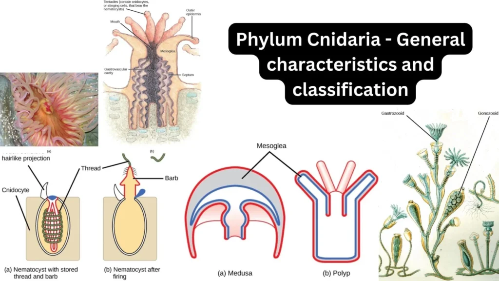 Phylum Cnidaria: General Characteristics