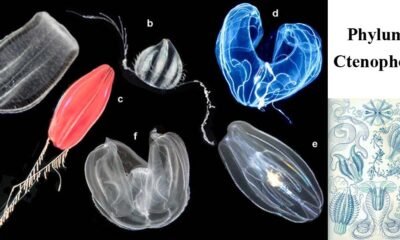 Ctenophora General Characteristics and Classification