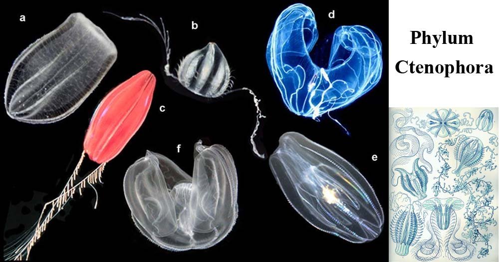 Ctenophora General Characteristics and Classification