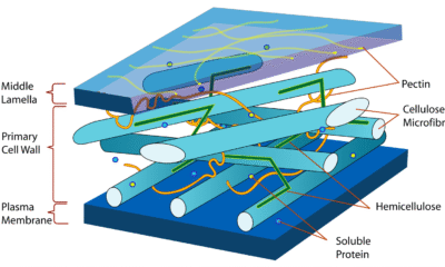 Cell Wall Structure and Function | Free Biology Notes