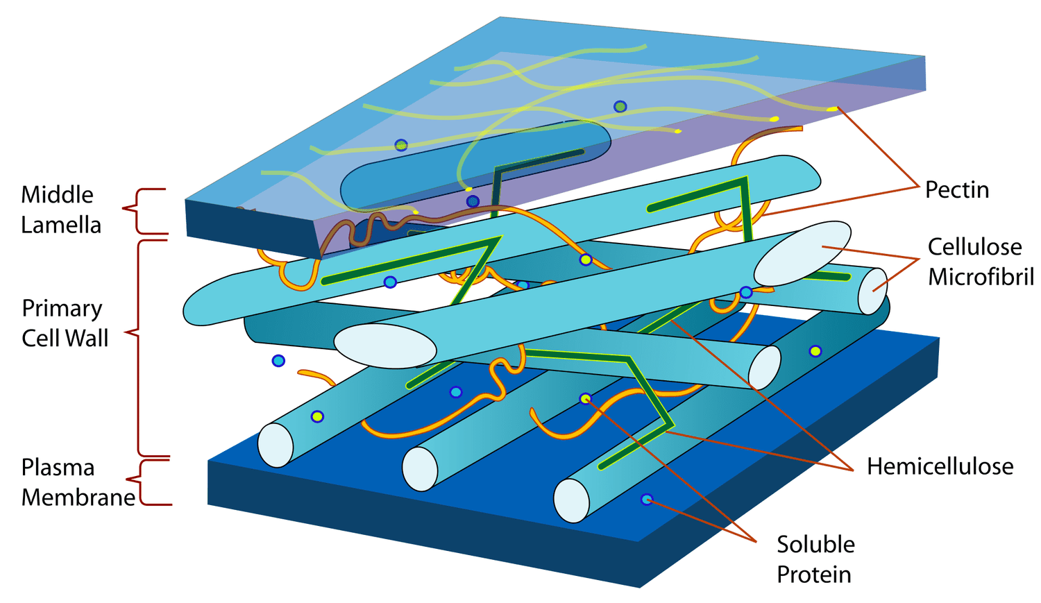 Cell Wall Structure and Function | Free Biology Notes