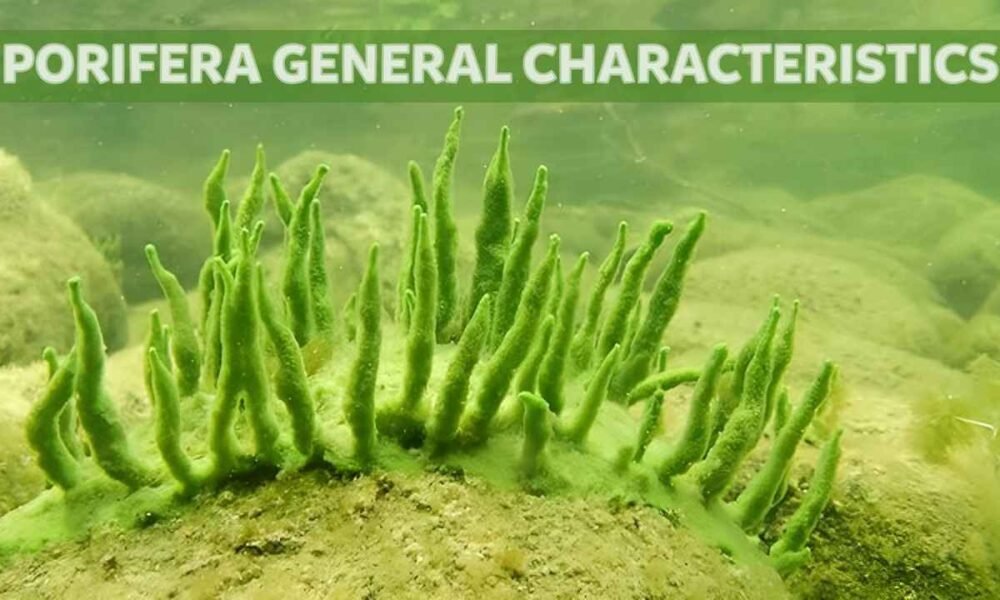 Porifera general characteristics | Free Biology Notes