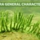 Porifera general characteristics | Free Biology Notes