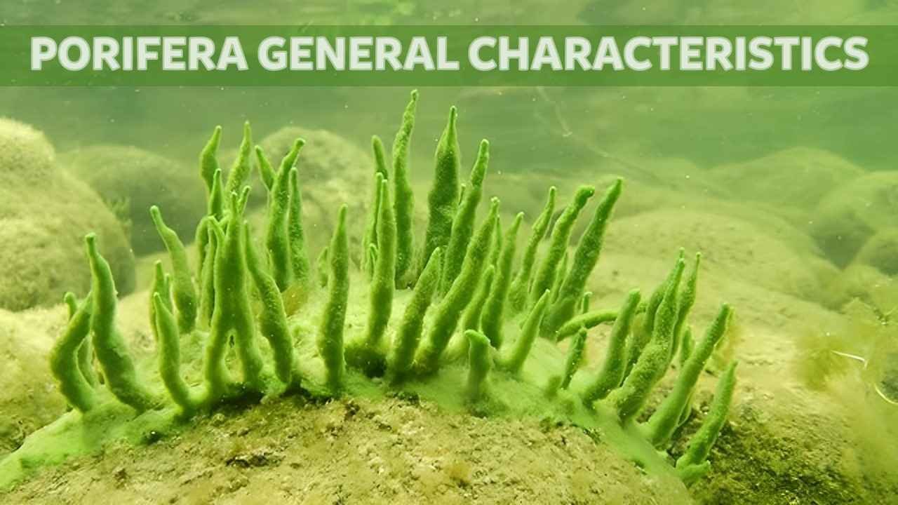Porifera general characteristics | Free Biology Notes