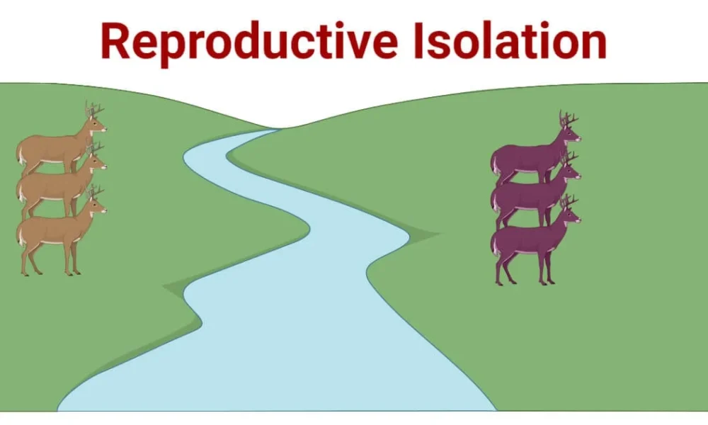 Reproductive Isolation Short Note | Evolution Class 12 Notes