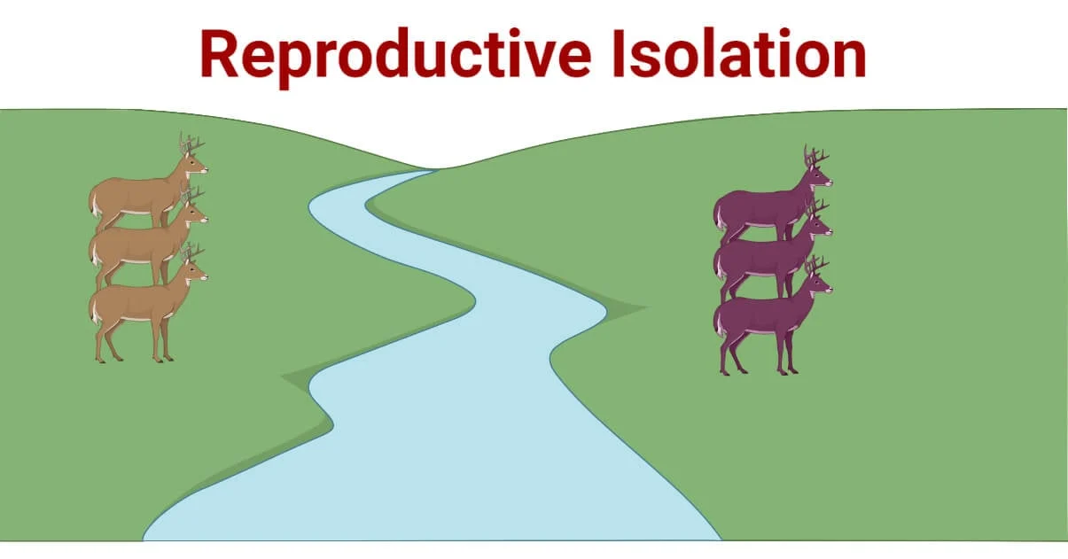 Reproductive Isolation Short Note | Evolution Class 12 Notes