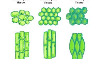 Permanent Tissues in Plants & Their Types | Free Biology Notes