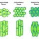 Permanent Tissues in Plants & Their Types | Free Biology Notes
