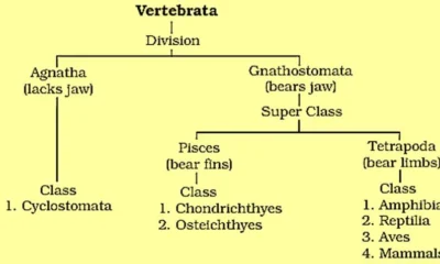 Vertebrata General Characteristics, Classification and Examples | Free Biology Notes