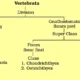 Vertebrata General Characteristics, Classification and Examples | Free Biology Notes